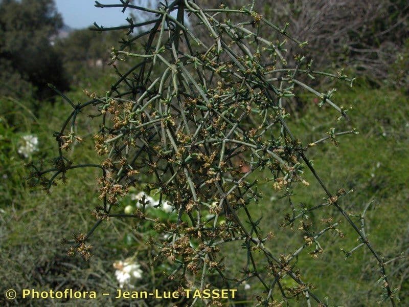 Efedra 24
