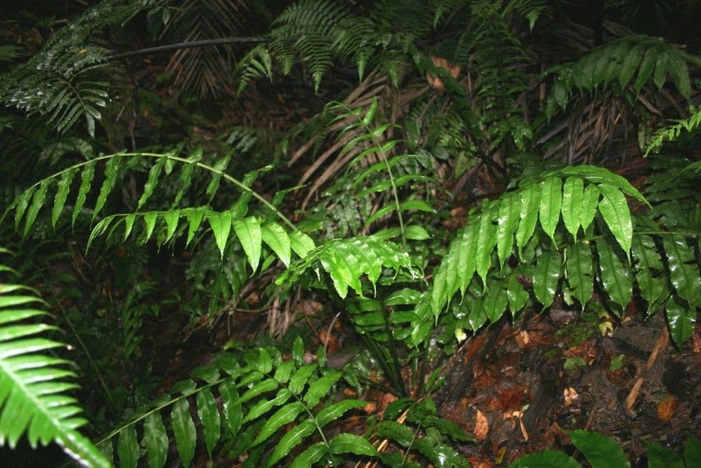 Diplaziopsis