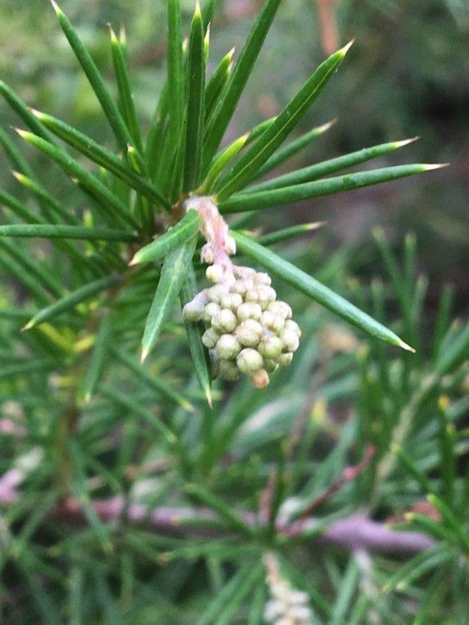 Rosmarinblättrige Grevillea 2