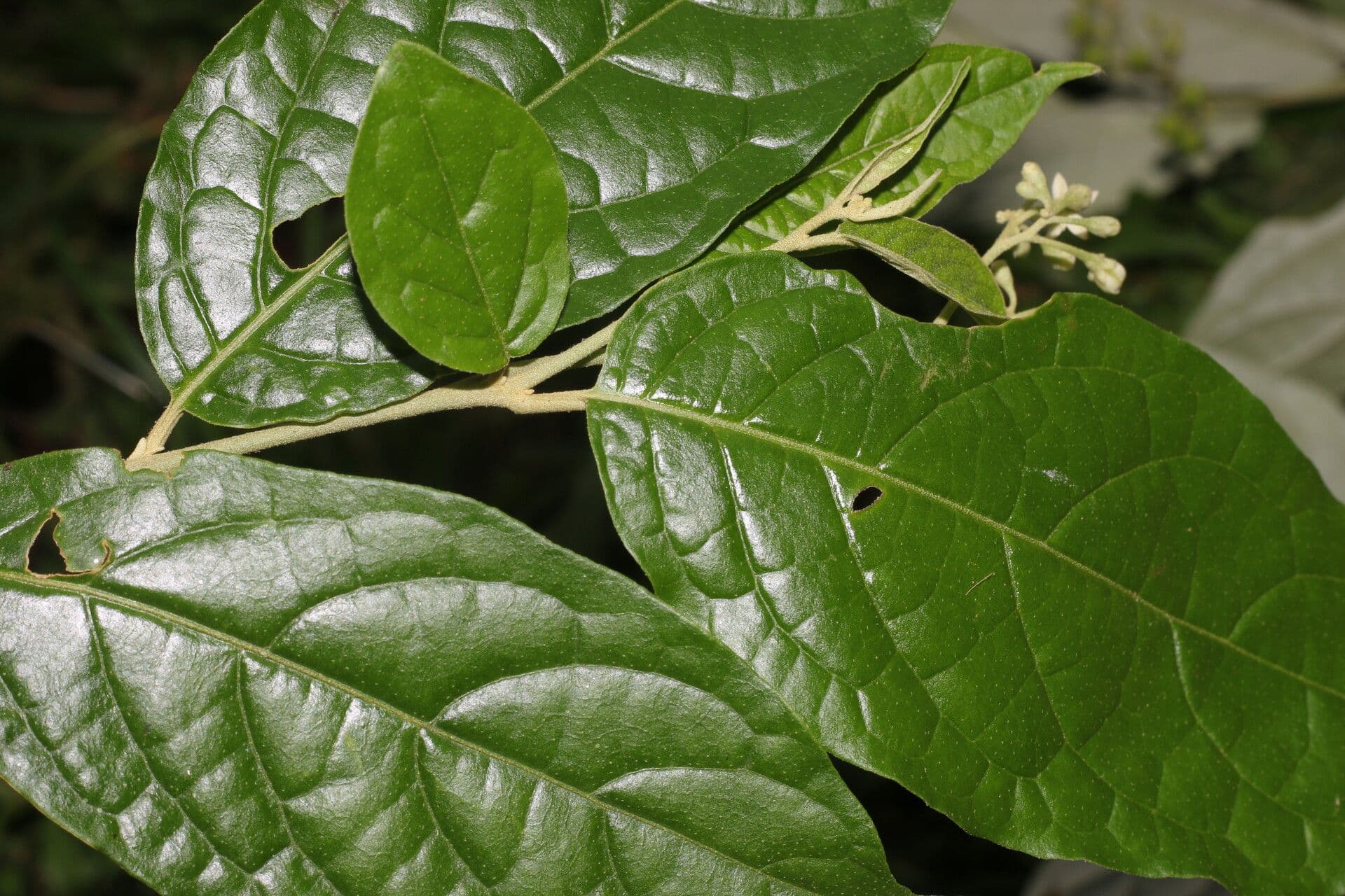 Solano di Riedle 12