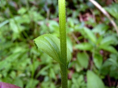 Plantain-leaf leopard's-bane 22