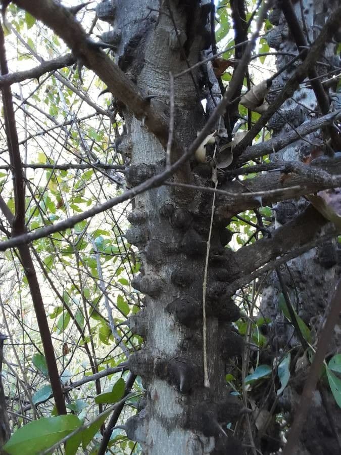 Zanthoxylum 14