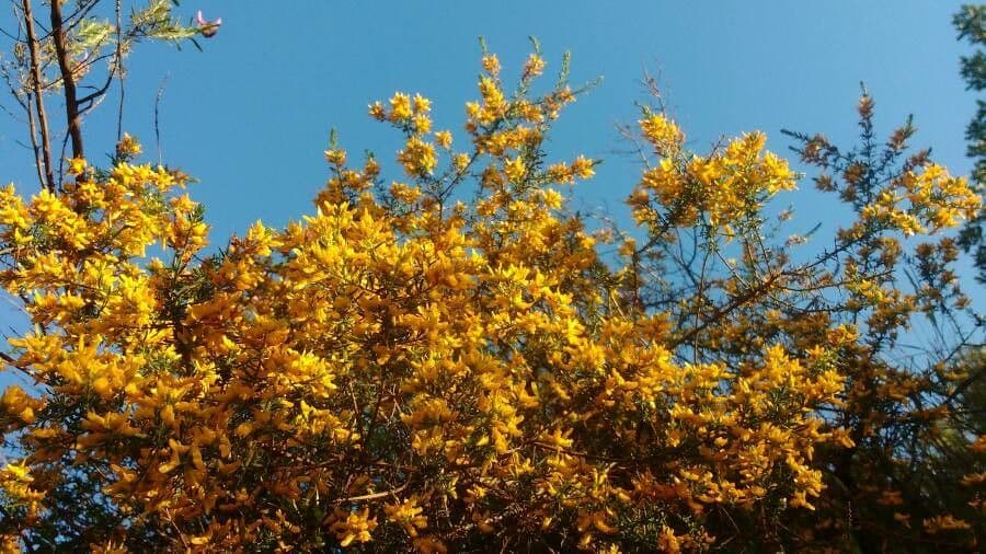 Ginestra spinosa 13