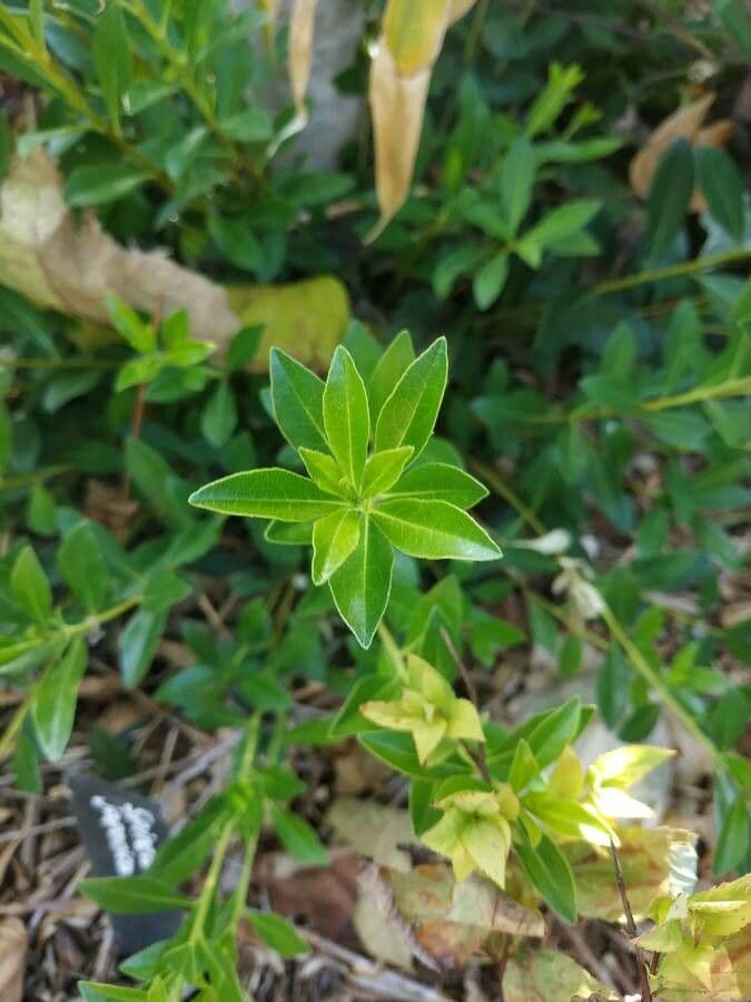 Pittosporum 2