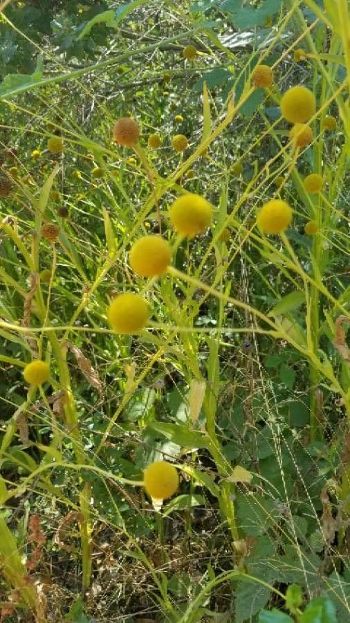 Helenium