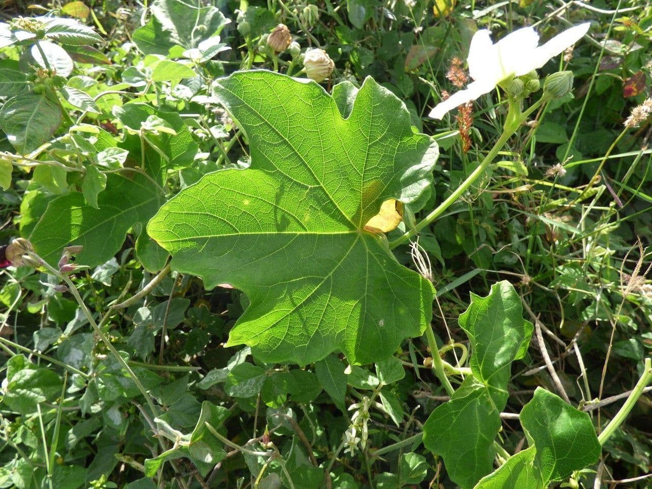 Zucca selvatica 16