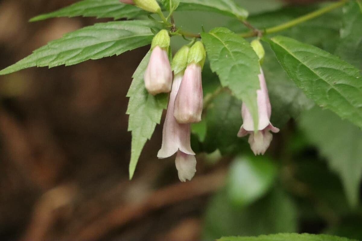 Chelonopsis 3