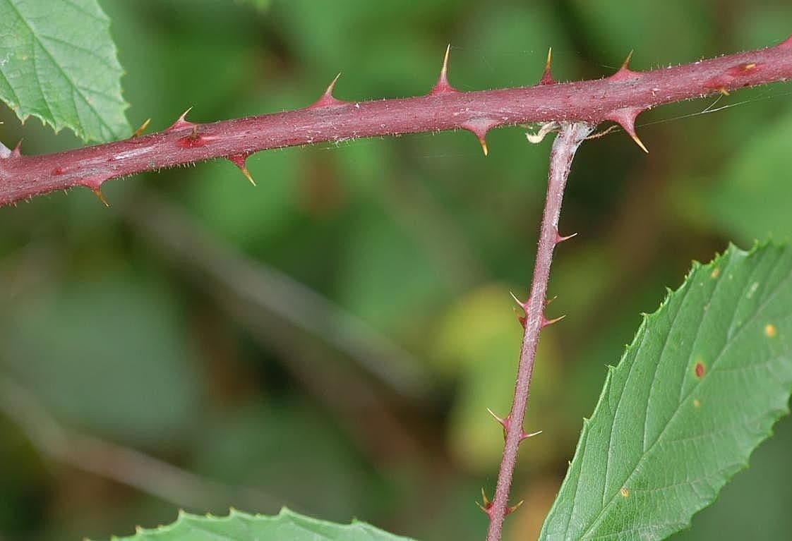 Rubus rudis 16