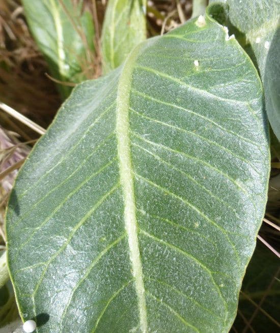 Asclepias 10