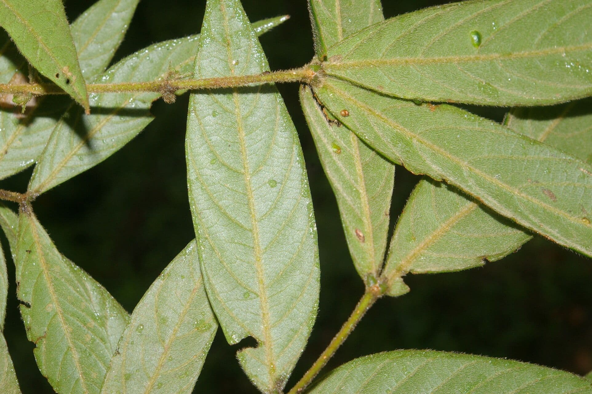 Inga 6