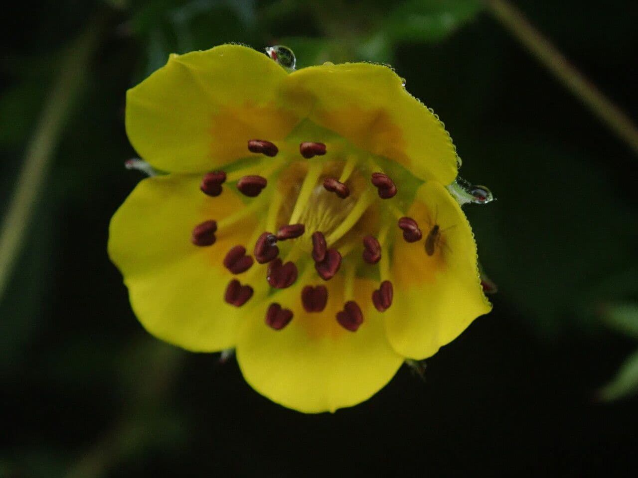 Mochna 2