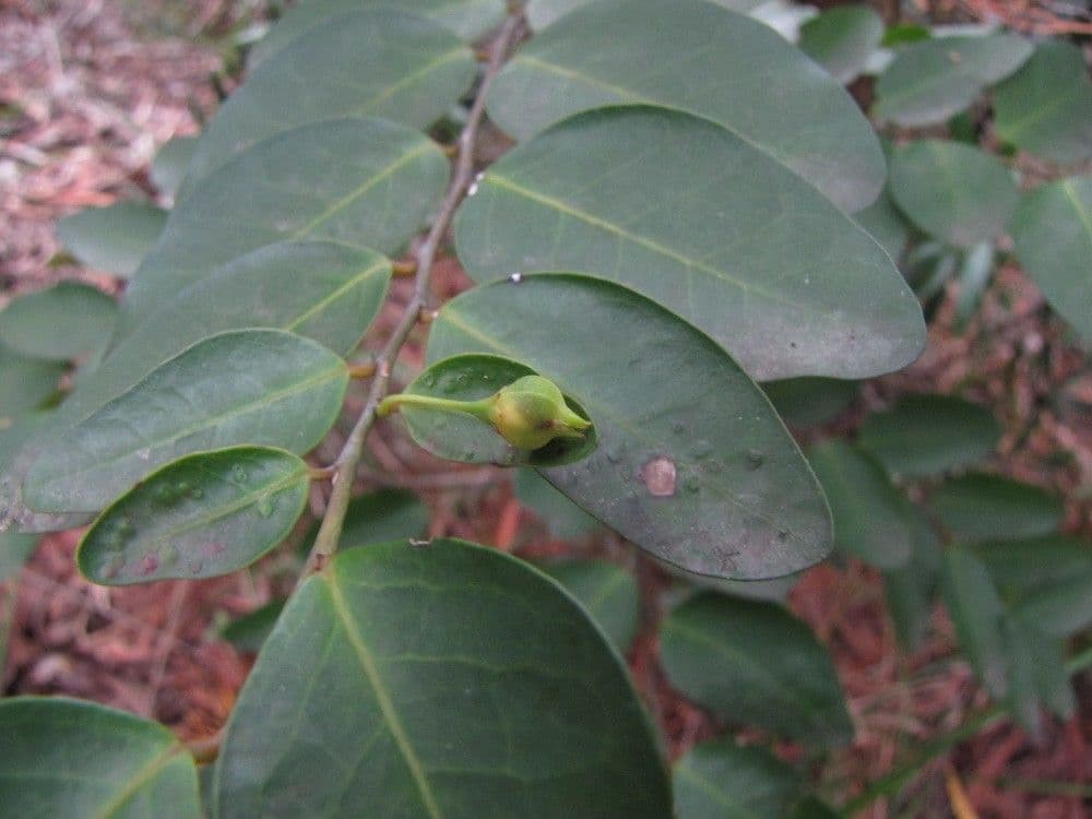 Phyllanthus 4