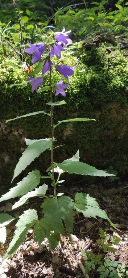 Nesselblättrige Glockenblume 13