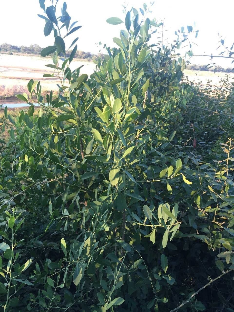 Gymnosporia 10