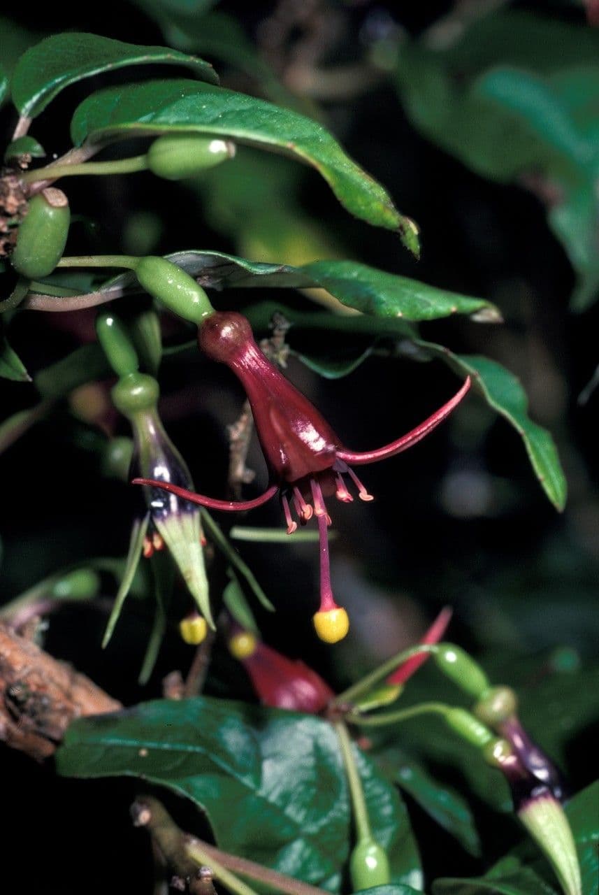Fuchsie 2