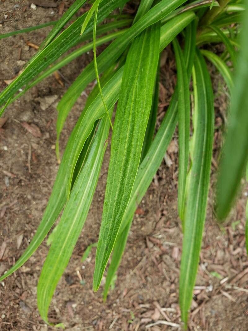 Liatris 13
