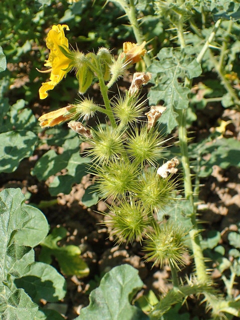 Solanum rostratum 4