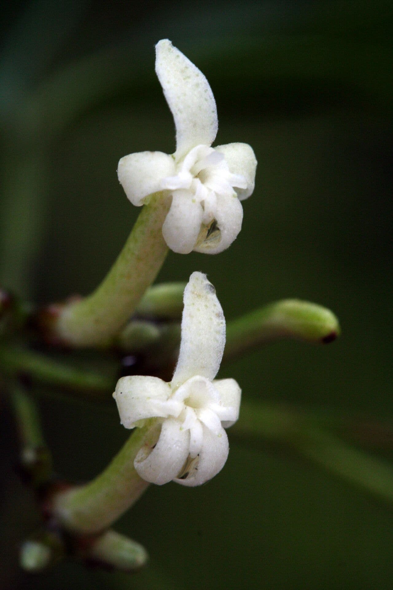 Galipea 3