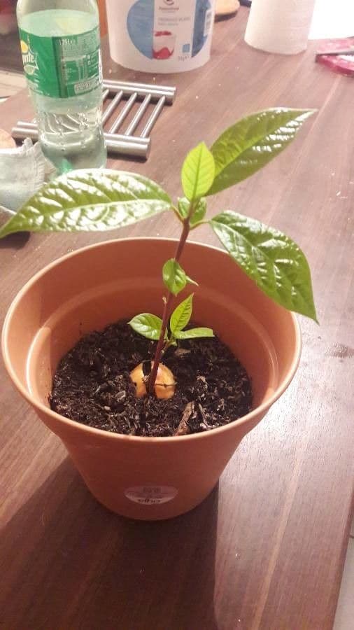 Avocado 13