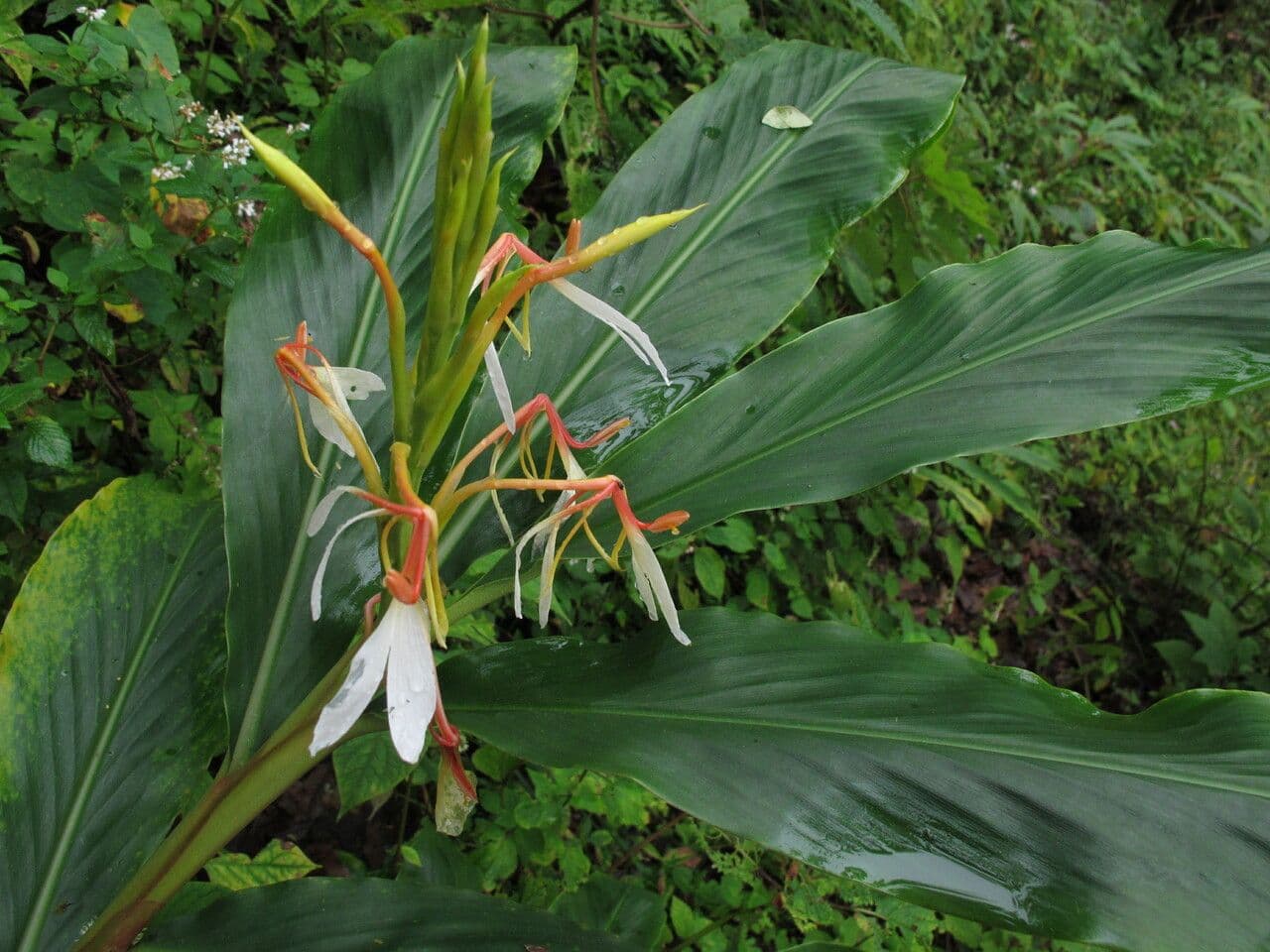 Hedychium 6