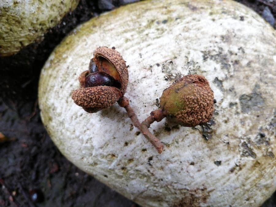Cupania