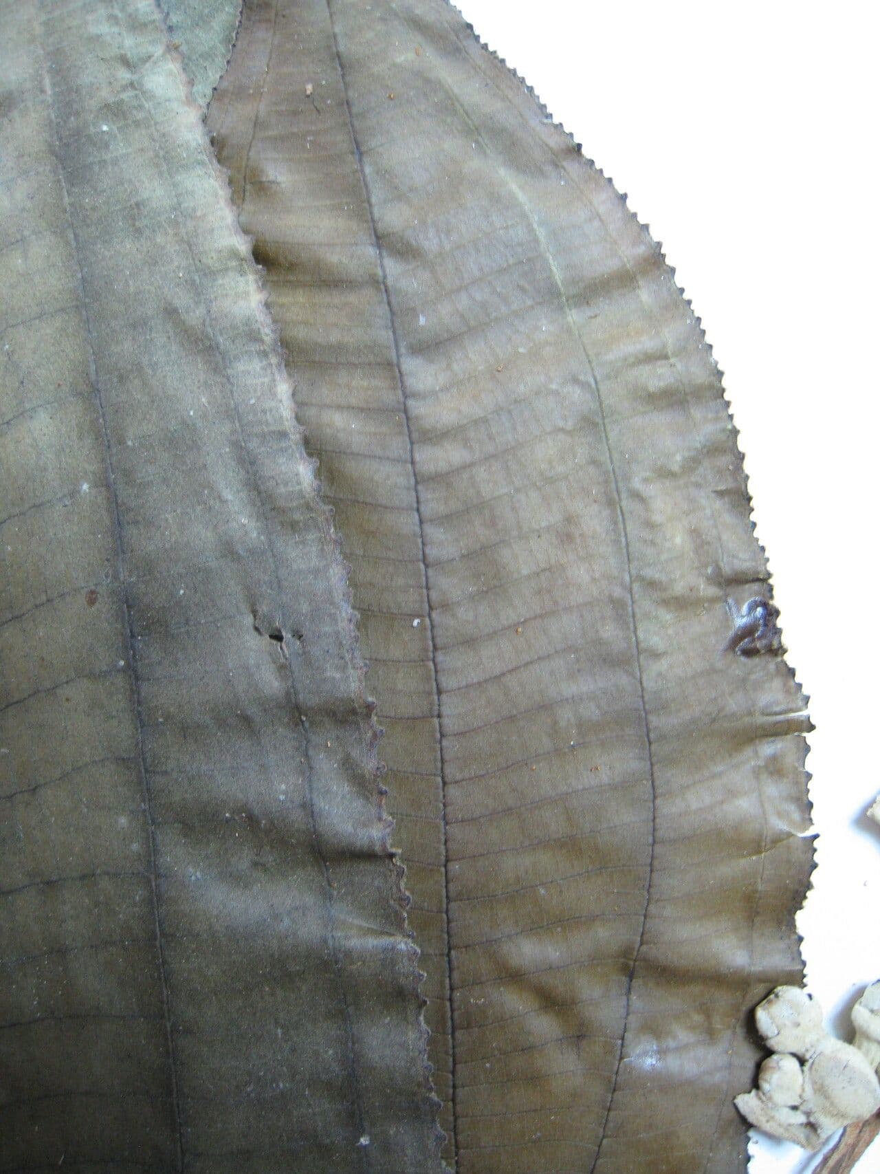 Miconia 7