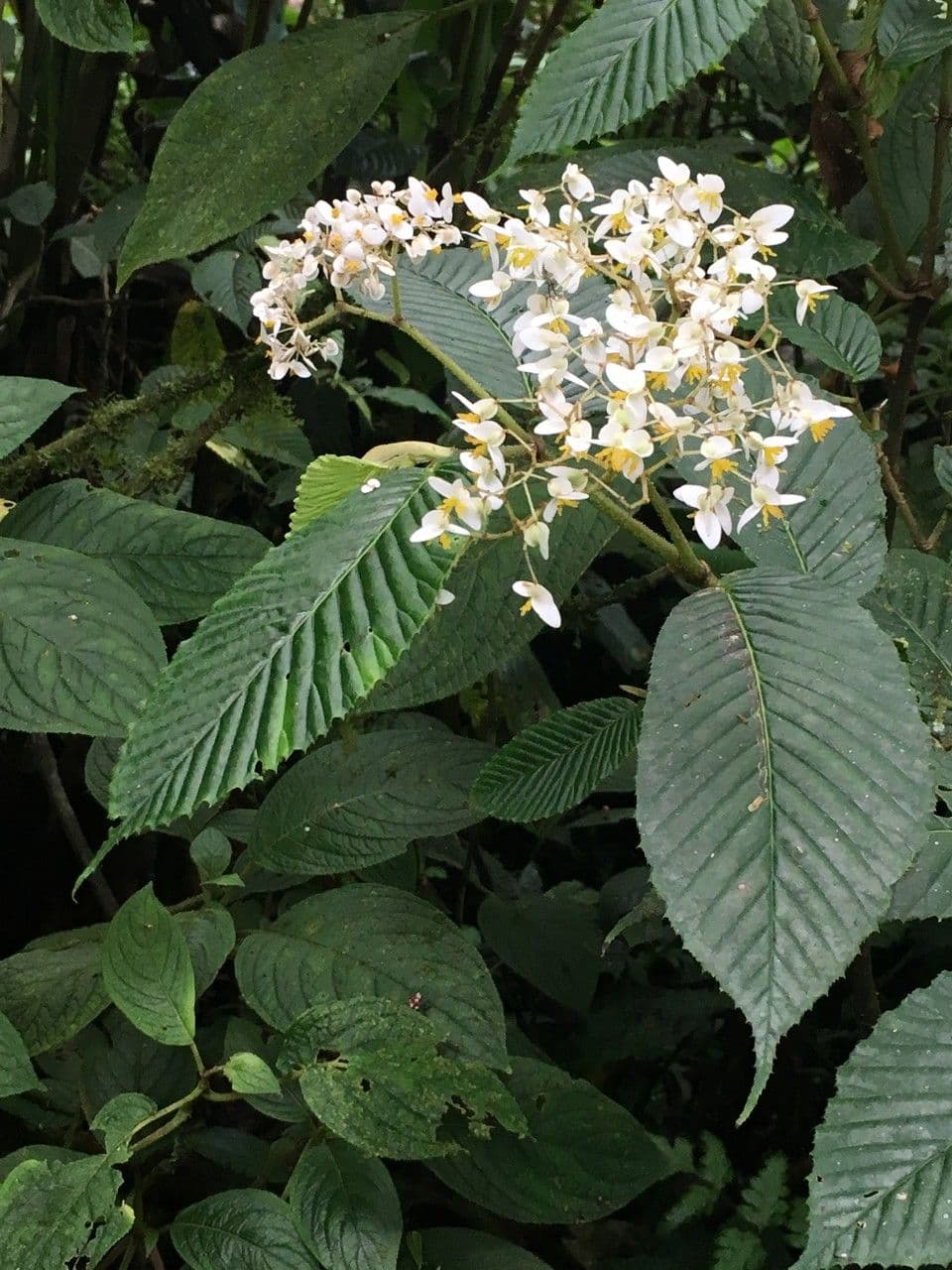 Begonia 8