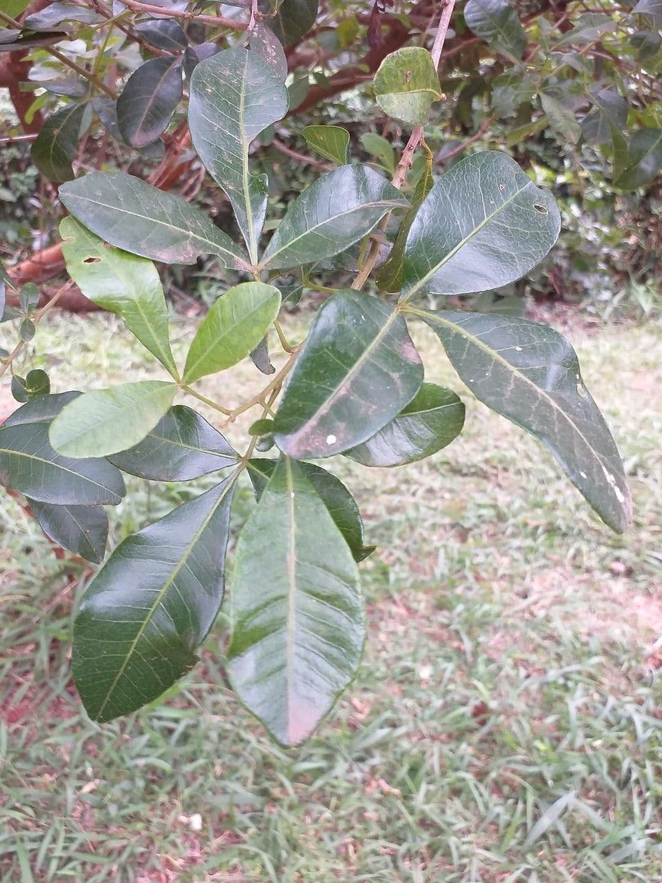 Searsia pyroides 8