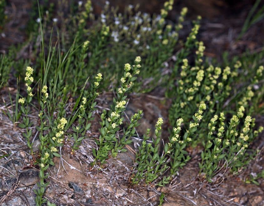 Galium serpenticum 8