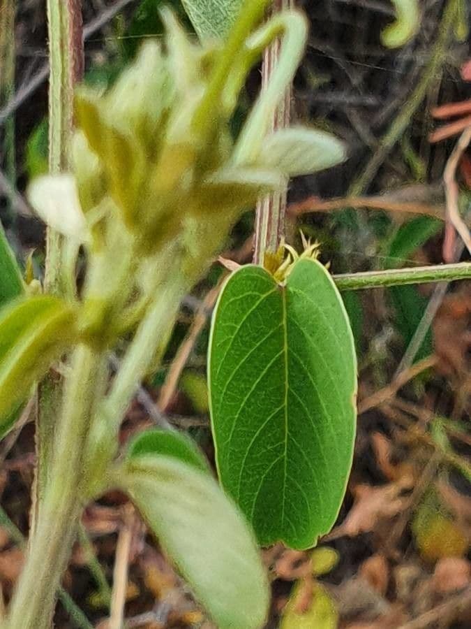 Helinus integrifolius 16