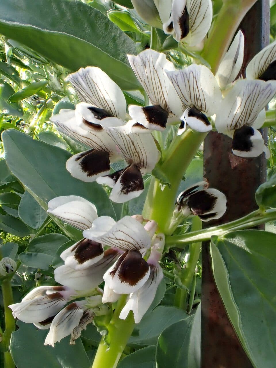Ackerbohne 29
