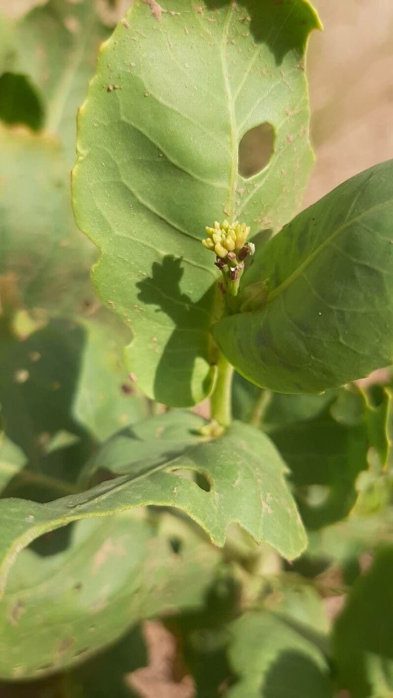 Schouwia 8