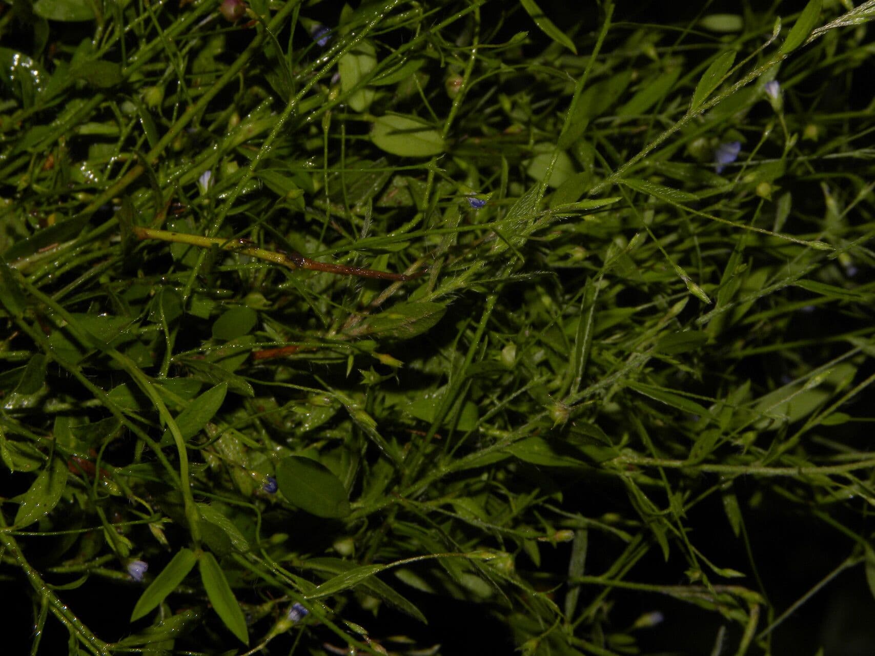 Evolvulo filiforme 2