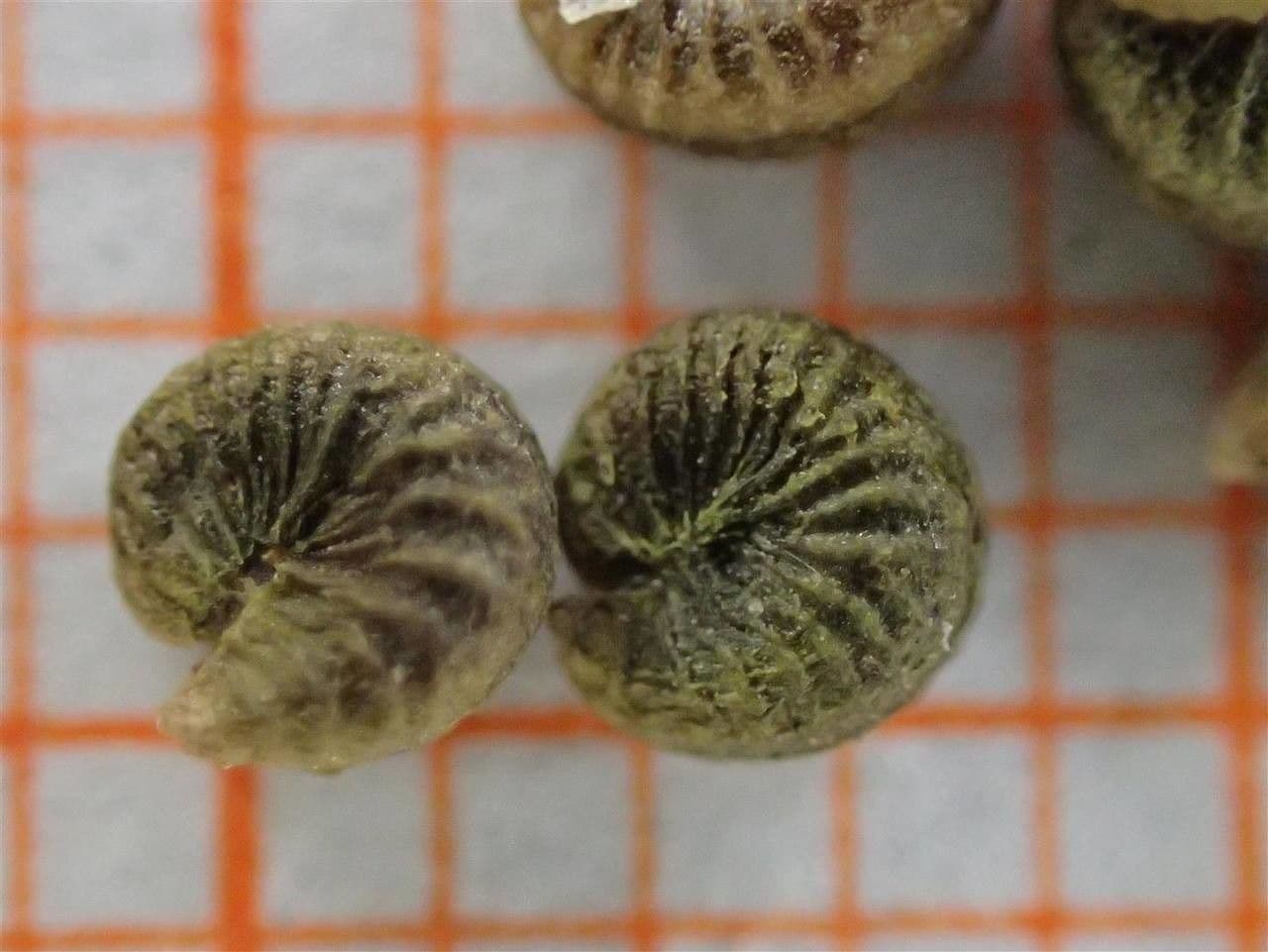 Malva pusilla 3