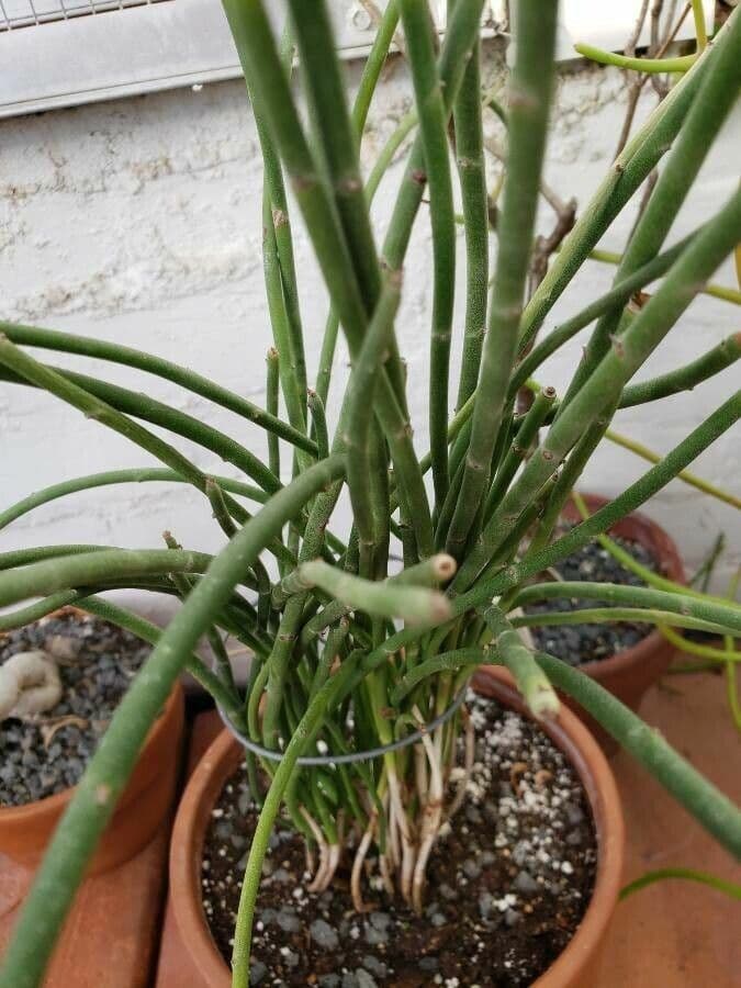 Euphorbia antisyphilitica 9