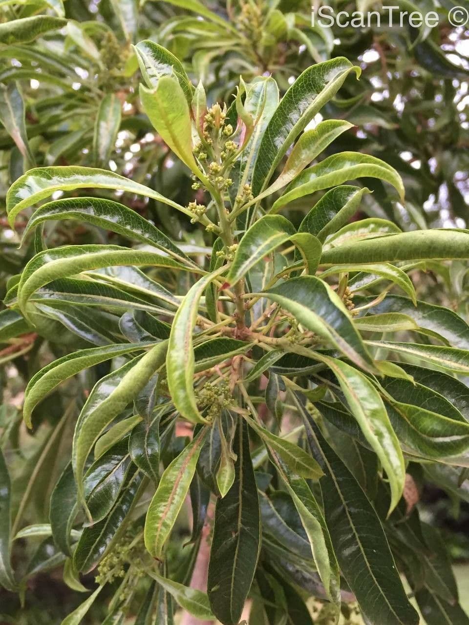 Heteropyxis