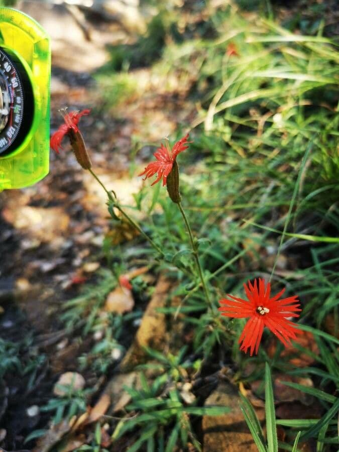 Silene laciniata 4