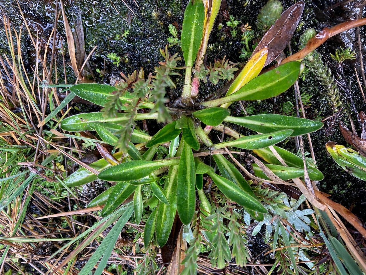 Oritrophium limnophilum 9