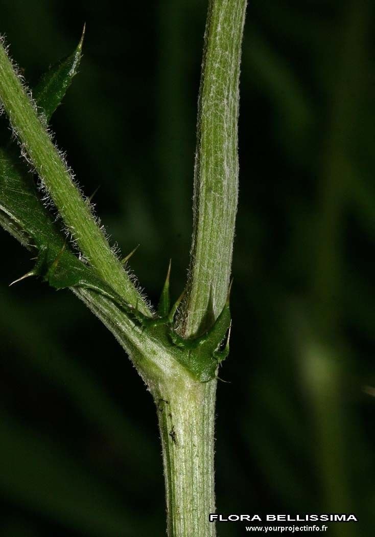 Knollen-Distel 29