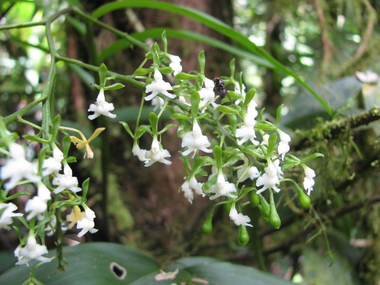 Epidendrum 3