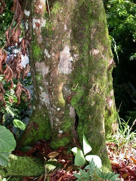 Pouteria durlandii 10