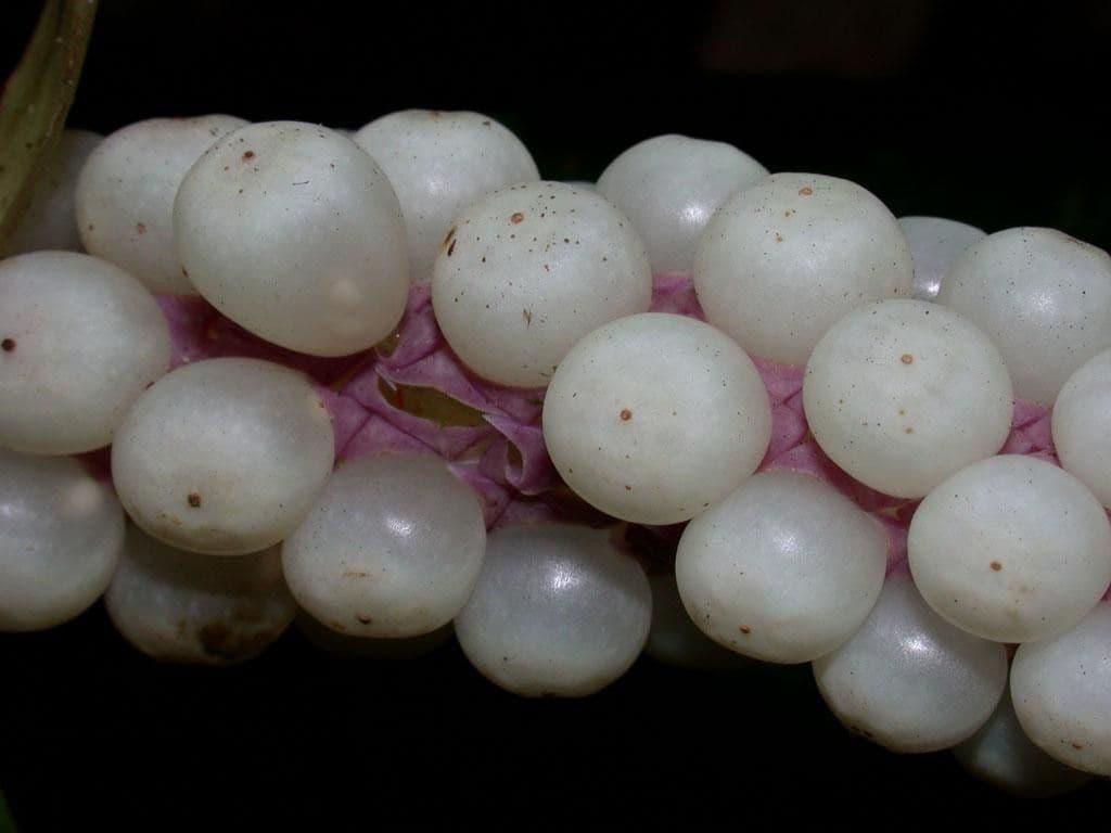 Anthurium