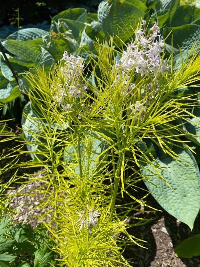 Amsonia 14