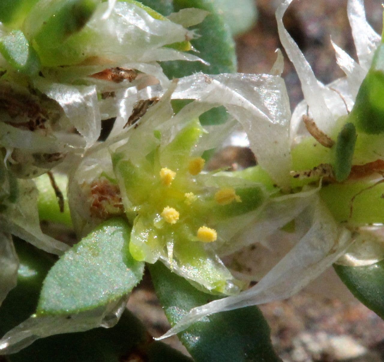 Paronichia 5