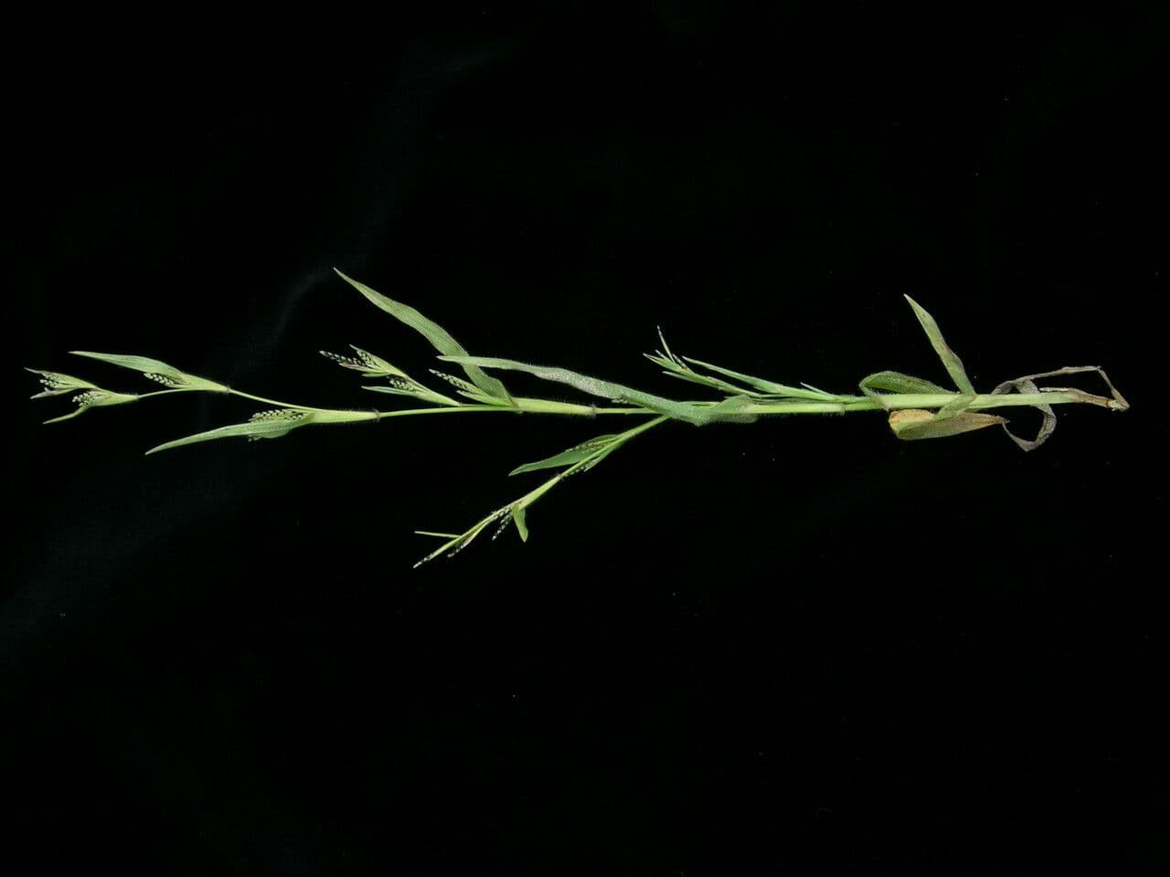 Erba granulosa 2