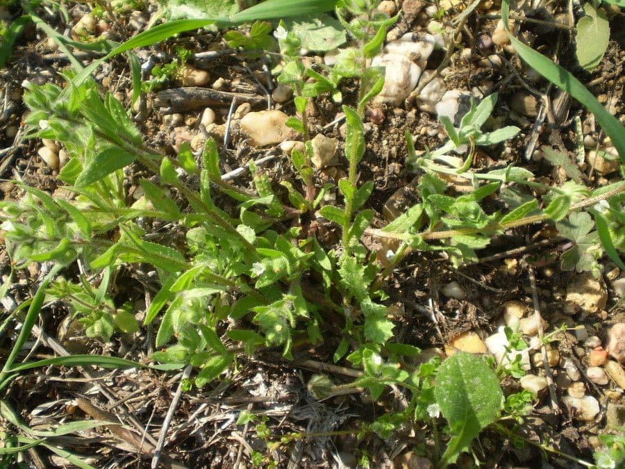 Nonea 10