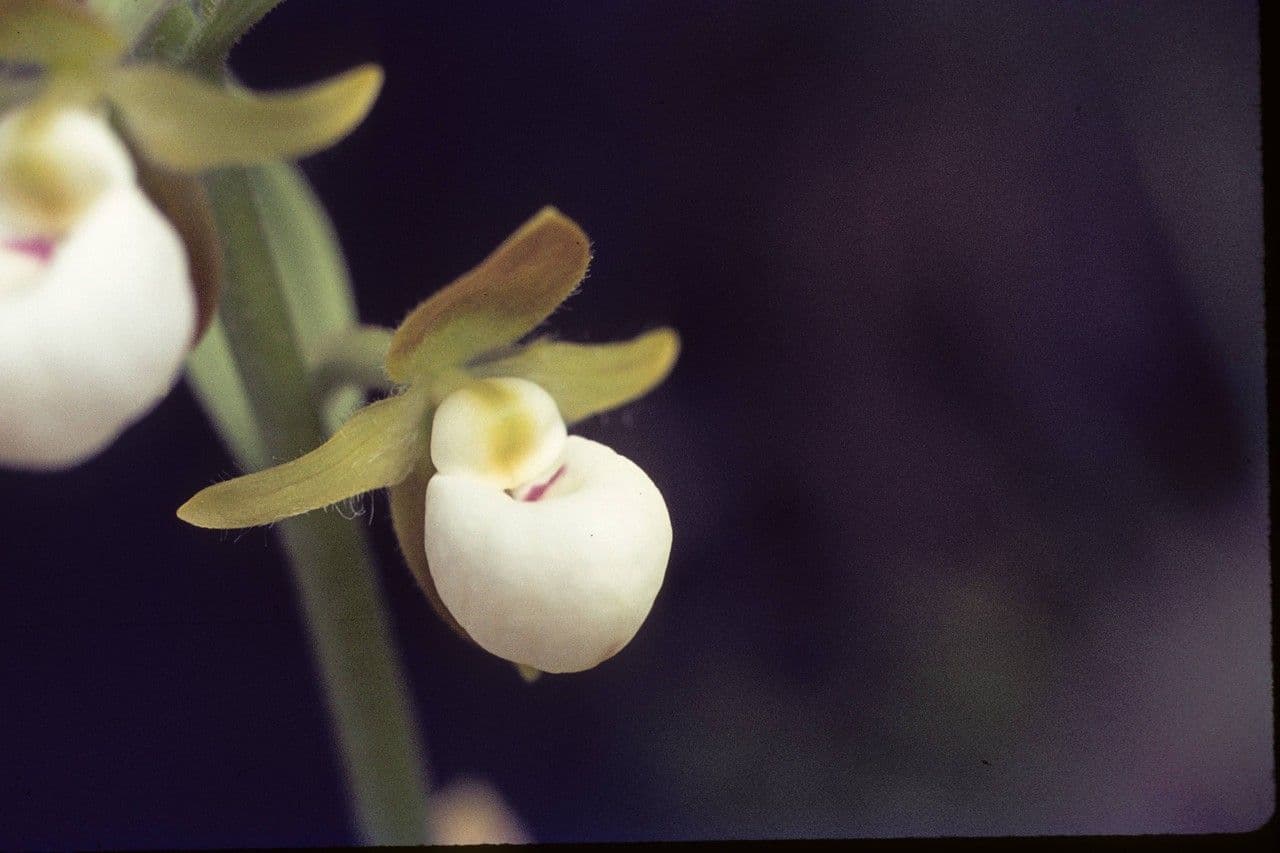Cypripedium californicum 5