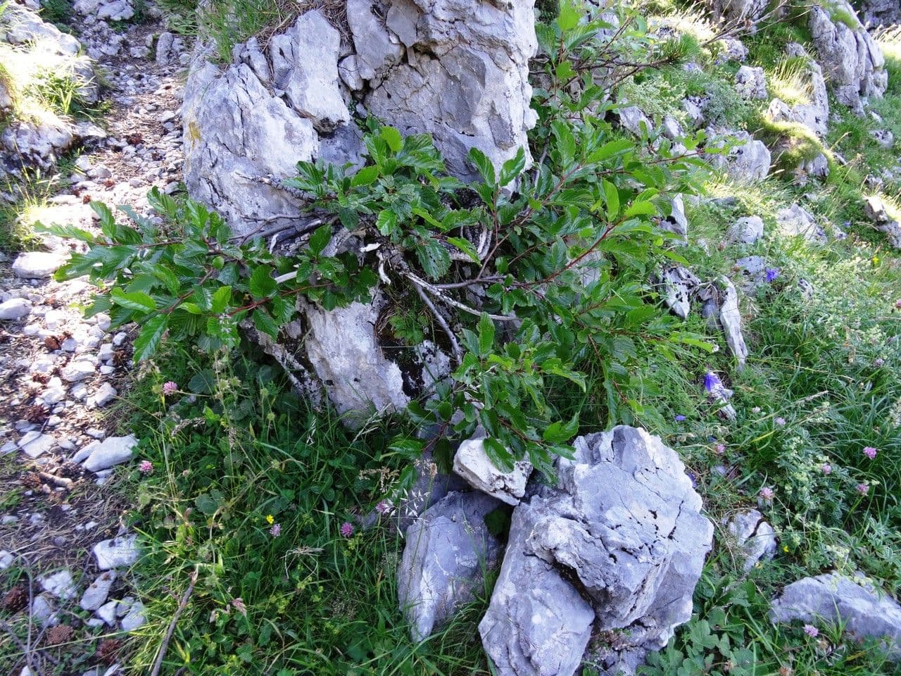Řešetlák alpský 14