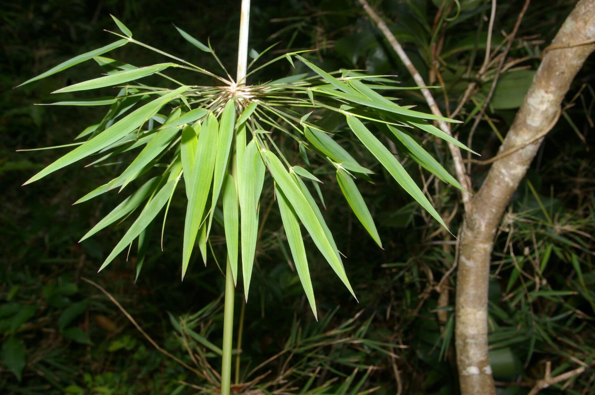 Rhipidocladum a grappolo 8