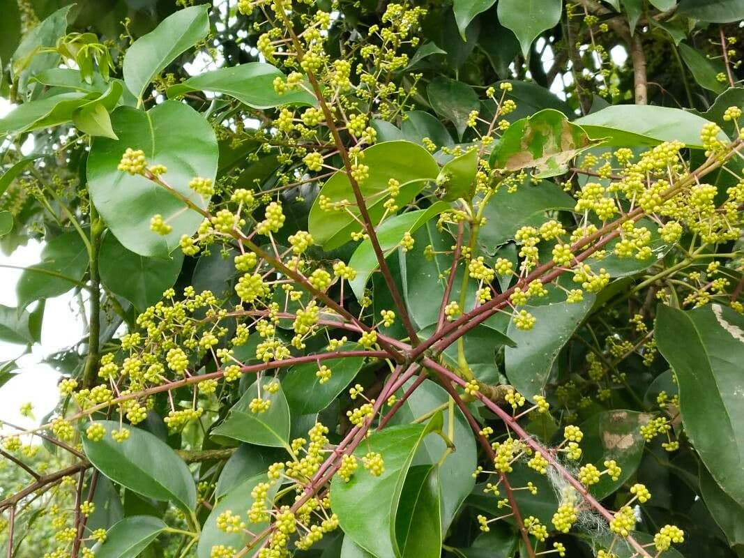 Schefflera